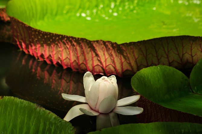 Historical Guided Day Tour : City - Sugar World - Botanical Garden - What the $151.57 price includes