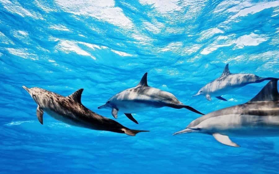 Île aux Bénitiers: Snorkeling w/Dolphins Boat Tour & Lunch - Why the dolphin encounter is the morning’s big draw