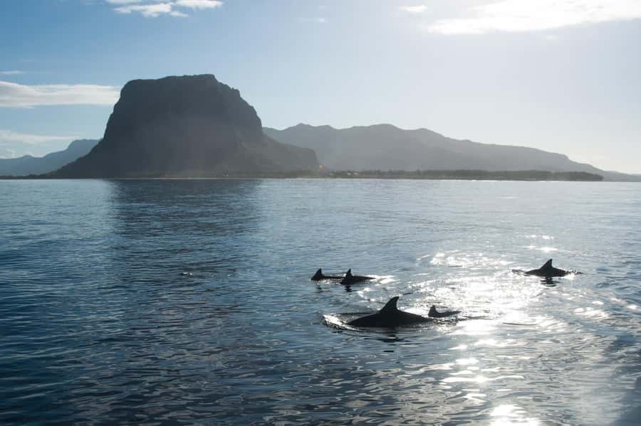 Île aux Bénitiers: Snorkeling w/Dolphins Boat Tour & Lunch - Snorkeling beside Crystal Rock
