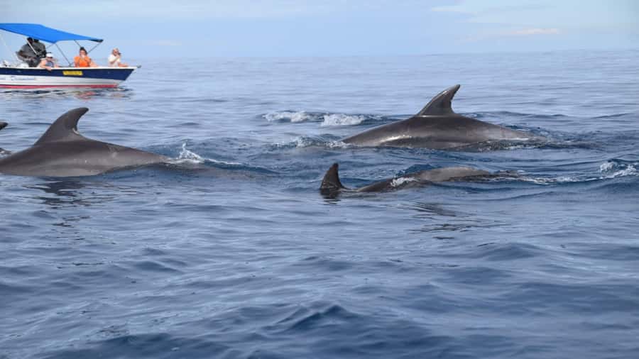 Île aux Bénitiers Snorkeling with Dolphins + Seafood Lunch - Looking for sperm whales