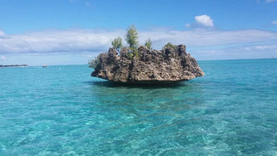 Île aux Bénitiers Snorkeling with Dolphins + Seafood Lunch - Is the $80 price fair?
