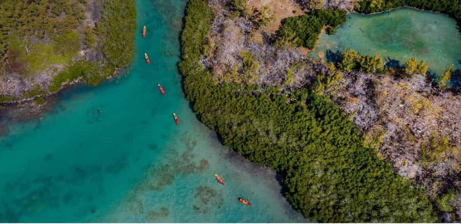 Ile d Ambre Kayaking - What the guide adds to the mangrove visit