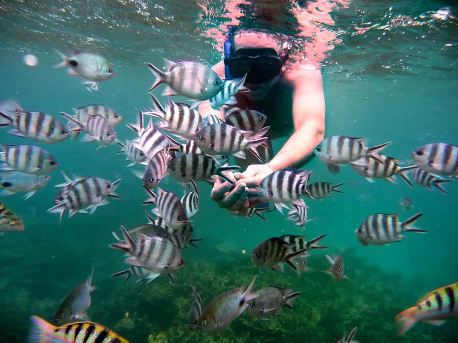Ilot Gabriel: Catamaran Cruise & BBQ Lunch - Two hours across Mauritius’s north coast waters