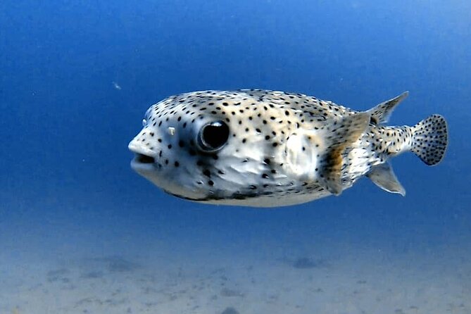 Join us for your first bubbles ! - A first taste of scuba from Tamarin Bay