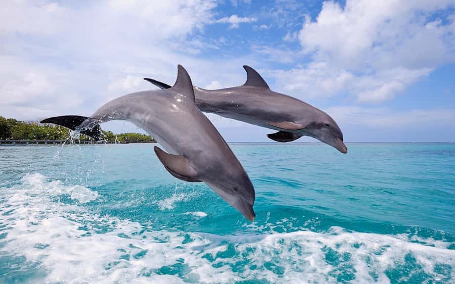La Preneuse: Dolphin Swimming and Snorkeling Speedboat Trip - The speedboat ride along Mauritius’s west coast
