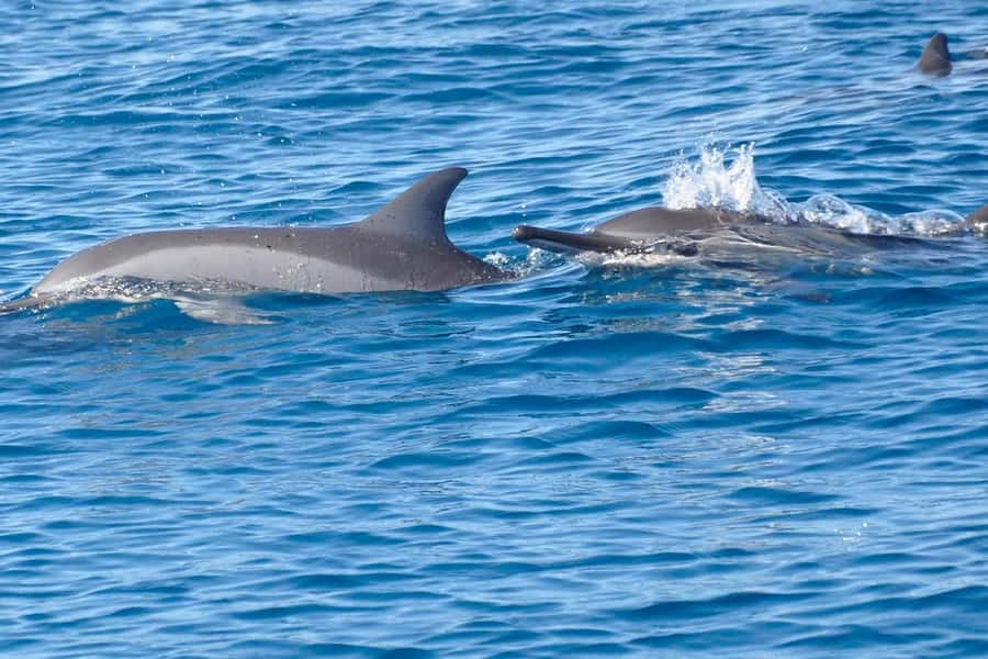 La Preneuse: Dolphin Swimming and Snorkeling Speedboat Trip - The hard question about dolphin welfare