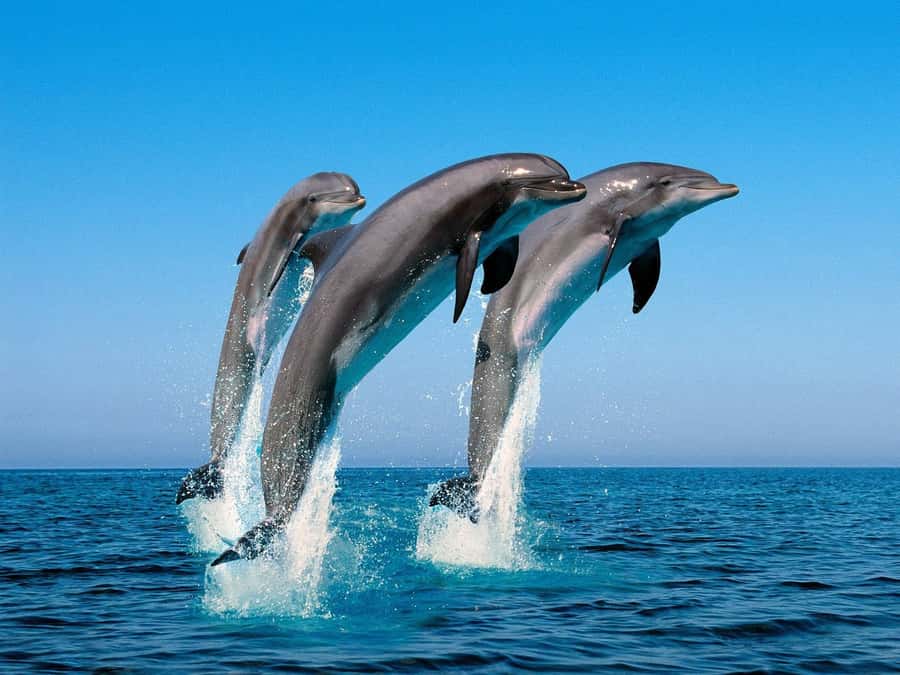 La Preneuse: Dolphin Swimming and Snorkeling Speedboat Trip - Who will enjoy this trip most