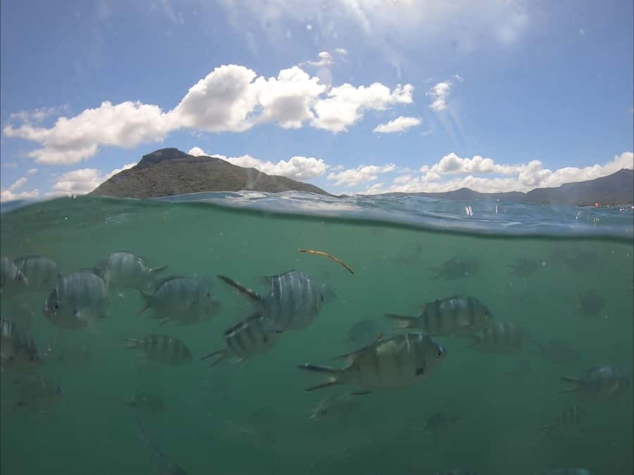 La Preneuse: Dolphin Watching and Snorkeling Speedboat Tour - Key points at a glance