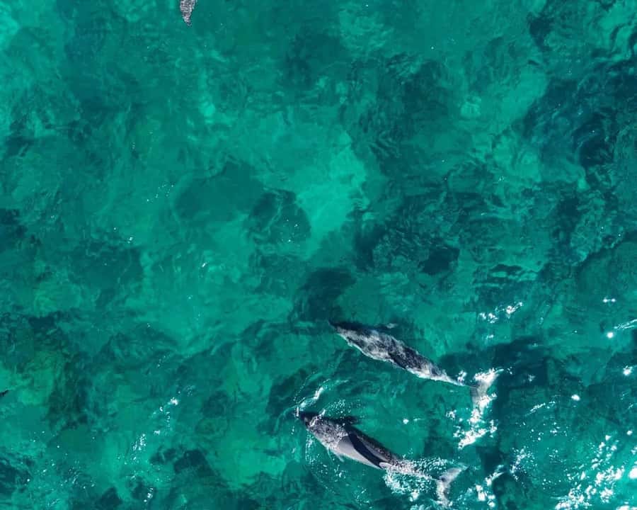 La Preneuse: Dolphin Watching and Snorkeling Speedboat Tour - Finding dolphins that do not follow a script