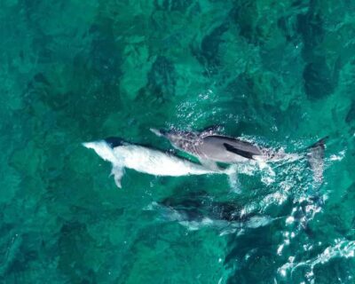 Dolphin Watching and Snorkeling Speedboat Tour