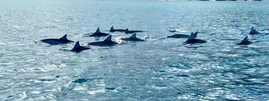 La Preneuse: Dolphin Watching and Snorkeling Speedboat Tour - Is $58 a fair price for two hours?