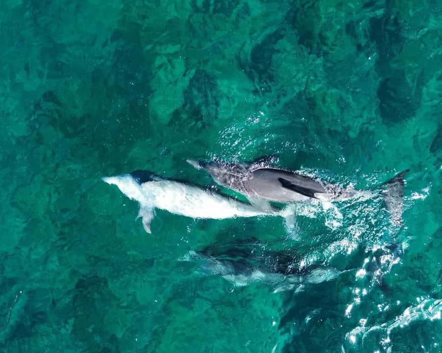 La Preneuse: Dolphin Watching and Snorkeling Speedboat Tour - The 20-minute run into open water