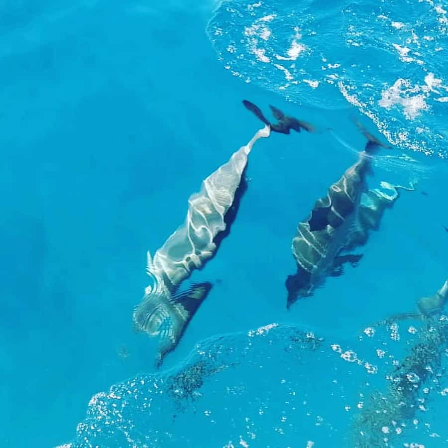 LE MORNE DOLPHINS SUNRISE TRIP - Key points to know before booking