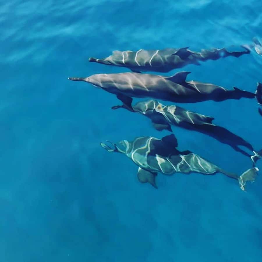 LE MORNE DOLPHINS SUNRISE TRIP - Sunrise at Le Morne sets the right tone