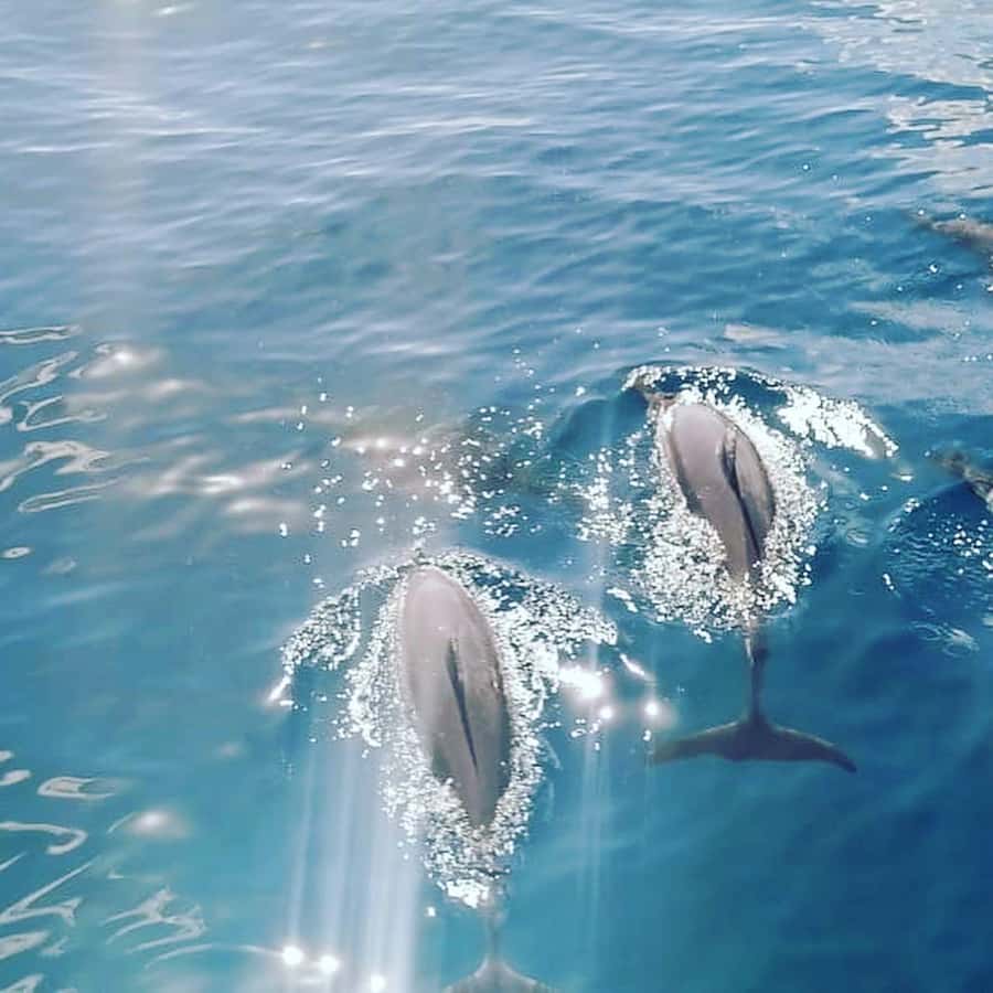 LE MORNE DOLPHINS SUNRISE TRIP - The lagoon adds more than a quick swim