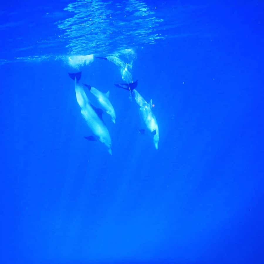 LE MORNE DOLPHINS SUNRISE TRIP - Breakfast near Crystal Rock