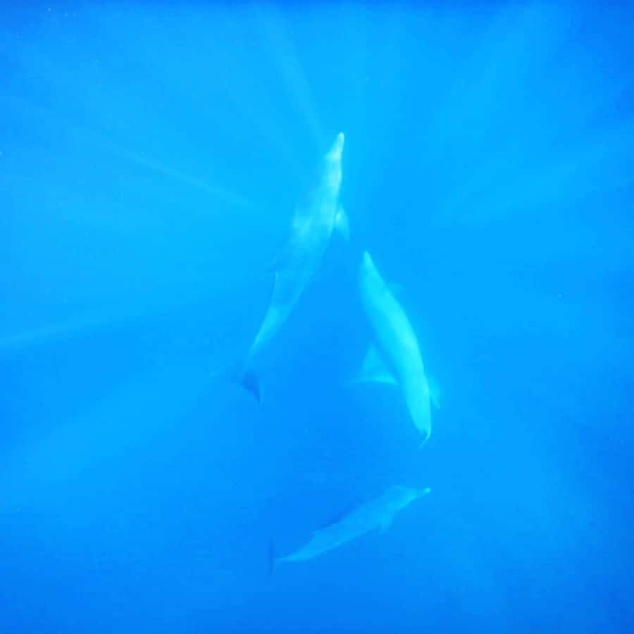 LE MORNE DOLPHINS SUNRISE TRIP - A private boat can be worth the higher price