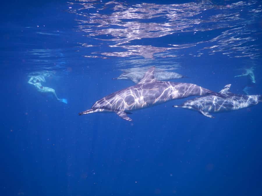 LE MORNE DOLPHINS SUNRISE TRIP - Who will enjoy this outing most