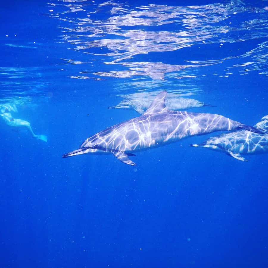 LE MORNE DOLPHINS SUNRISE TRIP - Booking advice and flexibility