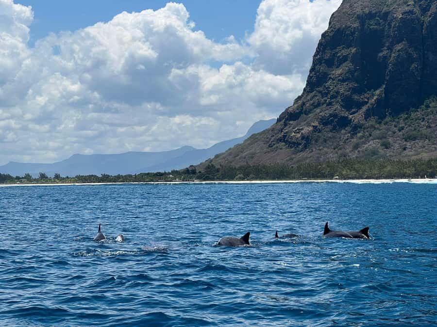 Le Morne: Private Boat Tour Dolphin-Watching & swimming - Searching for dolphins in open water