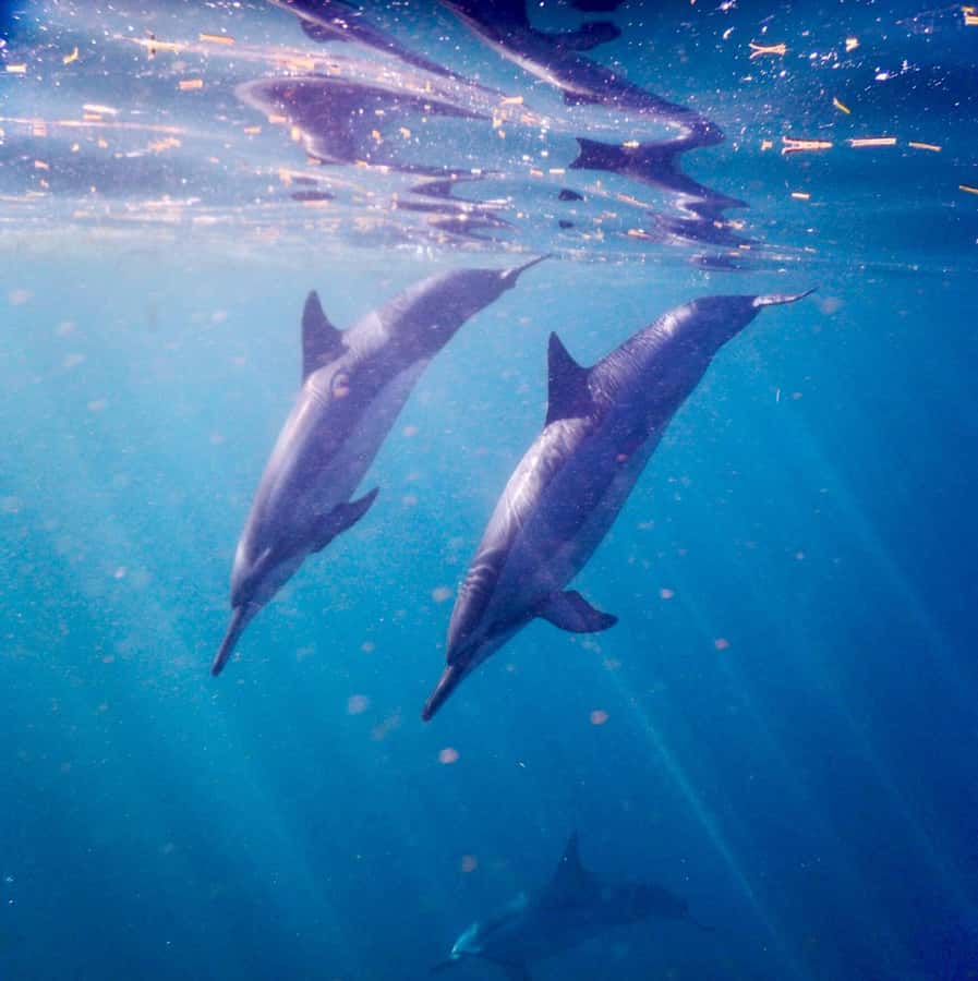 Le Morne: Private Boat Tour Dolphin-Watching & swimming - Snorkeling, fish, and a possible turtle stop