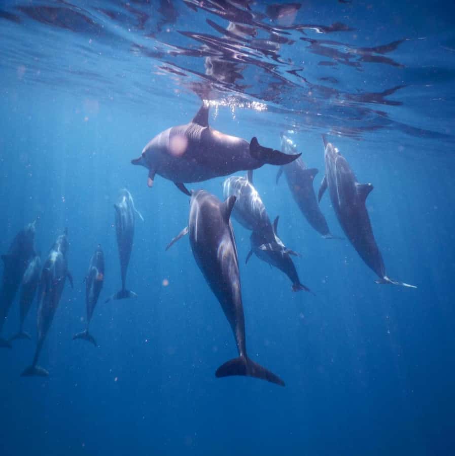 Le Morne: Private Boat Tour Dolphin-Watching & swimming - How the private price compares with the experience