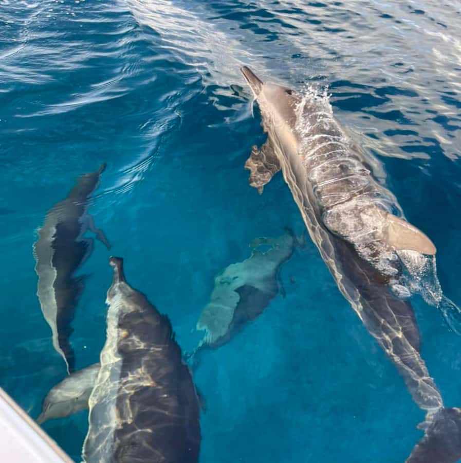 Le Morne: Private Boat Tour Dolphin-Watching & swimming - Who will enjoy this private boat trip