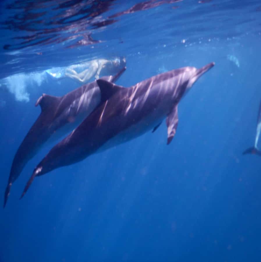 Le Morne: Private Boat Tour Dolphin-Watching & swimming - Why the 6 a.m. departure matters