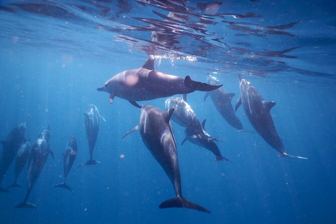 Lydia Boat Mauritius :Private boat tour:Whales&Dolphins encounter - Leaving Le Morne before the day gets busy