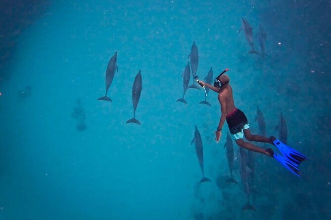 Lydia Boat Mauritius :Private boat tour:Whales&Dolphins encounter - Who should book this boat trip?