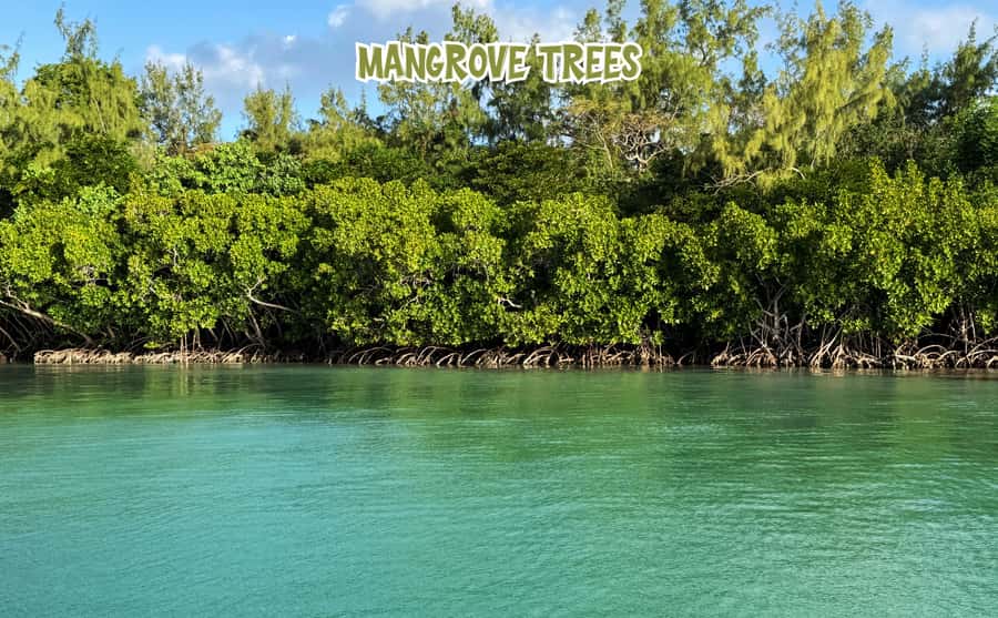 Mauritius: 5 Islands of the East Speedboat Tour with BBQ - Île aux Phare and the old naval route