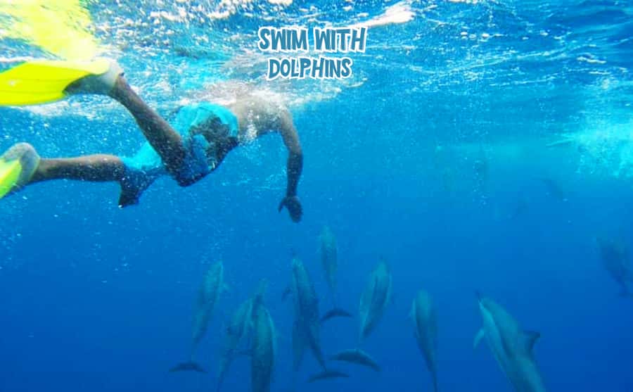 Mauritius: Benitier Island - Swim Dolphins - Speedboat & BBQ - Key points at a glance