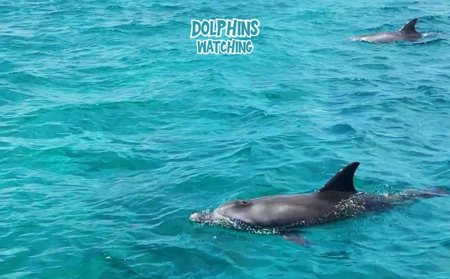 Mauritius: Benitier Island - Swim Dolphins - Speedboat & BBQ - A morning run from Tamarin to open water