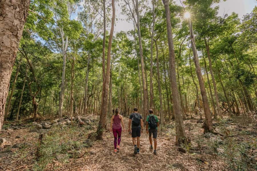 Mauritius: Black River Gorges National Park 3-Hour Hike - Key points to know before you go
