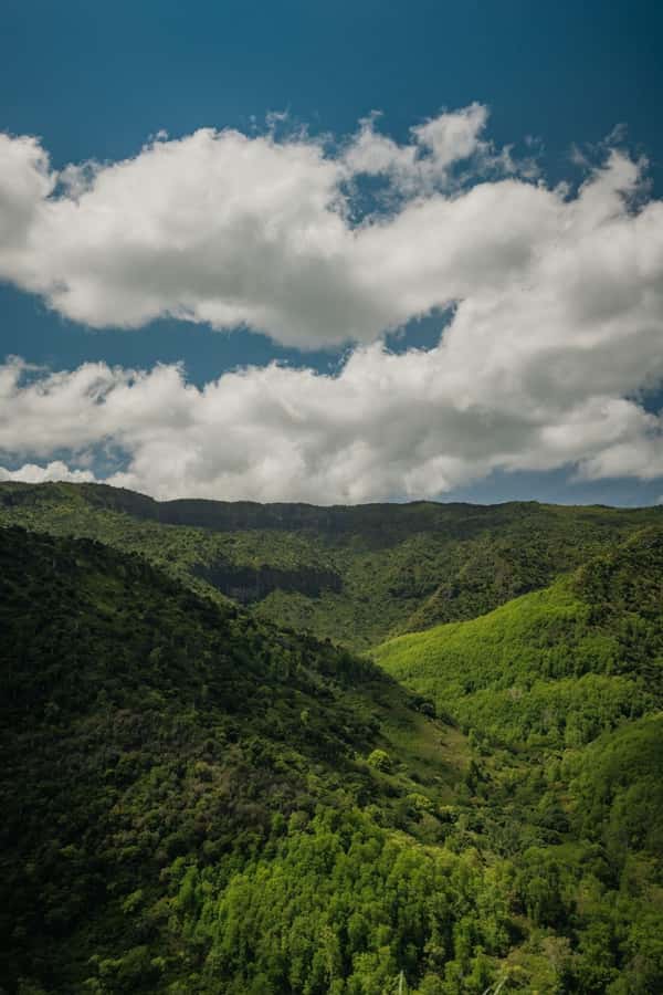 Mauritius: Black River Gorges National Park 3-Hour Hike - Walking into Black River Gorges National Park
