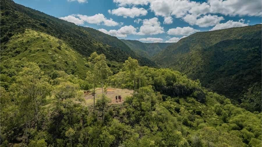 Mauritius: Black River Gorges National Park 3-Hour Hike - Primary forest, native trees, and island wildlife