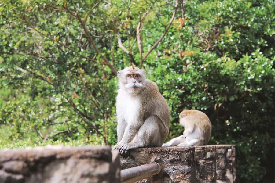 Mauritius: Black River Gorges National Park 3-Hour Hike - The meeting point at Riverview Commercial Centre