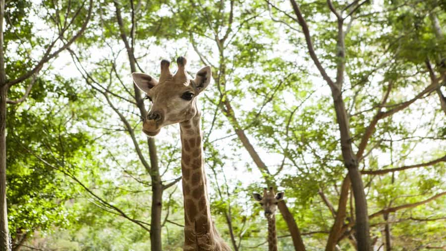 Mauritius: Casela Nature Parks Entrance Ticket with Transfer - What the seven-hour outing actually includes