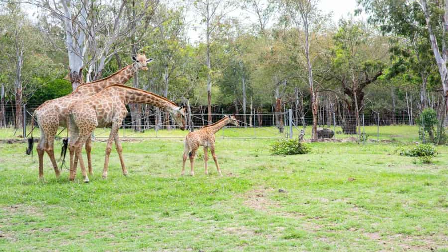 Mauritius: Casela Nature Parks Entrance Ticket with Transfer - Exotic birds and the walk-through aviary