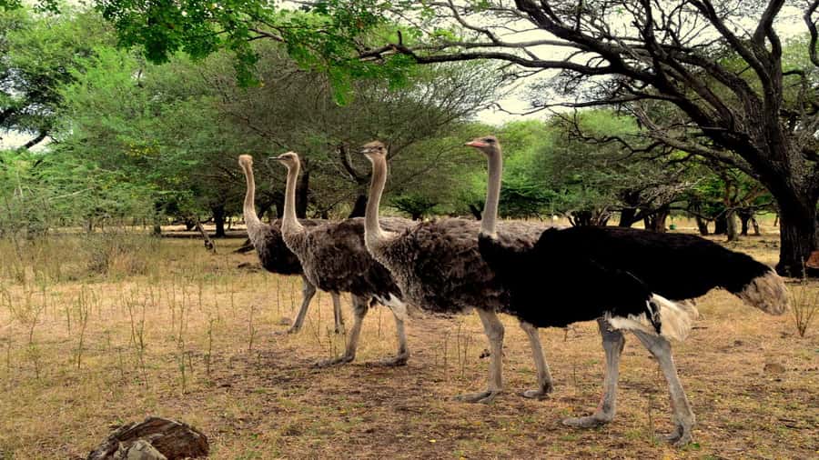 Mauritius: Casela Nature Parks Entrance Ticket with Transfer - The African Safari Truck Tour