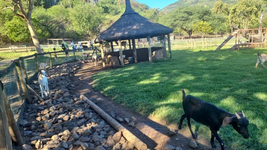 Mauritius: Casela nature parks & flic en flac beach - A private ride, but not a private guide