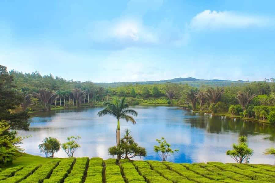 Mauritius: Crocodile Park and Tea Factory Tour with Tasting - Key points to know before booking