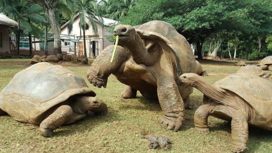 Mauritius: Crocodile Park and Tea Factory Tour with Tasting - Why the private guide matters