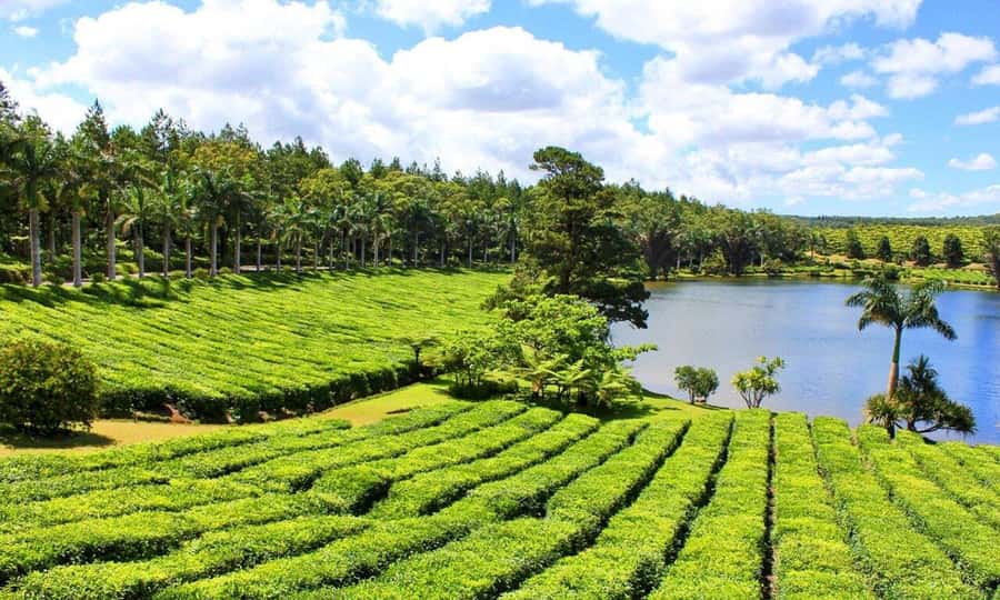 Mauritius: Crocodile Park and Tea Factory Tour with Tasting - Who will get the most from this tour