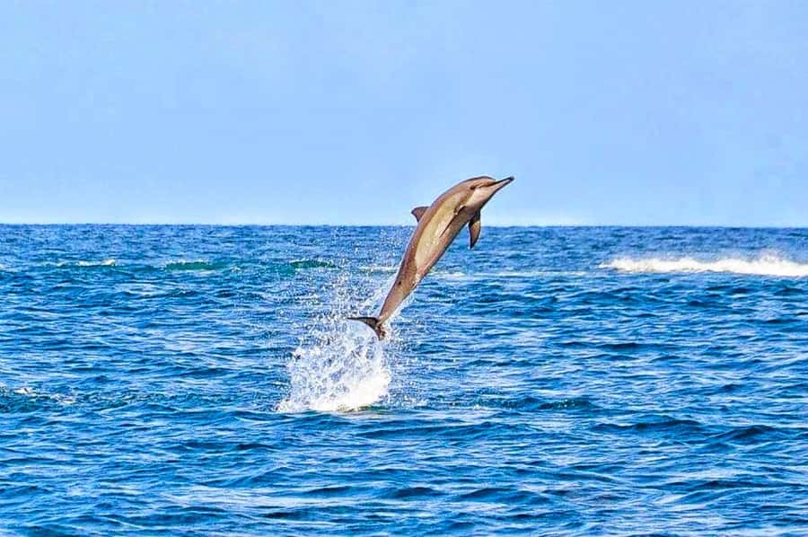 Mauritius Dolphin Encounter and Geographic Marvels Tour - Trou aux Cerfs and the view from 600 meters