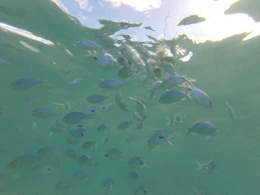 Mauritius: Dolphin Encounter, Trou aux Cerf and Grand Bassin - Key points to know before you book