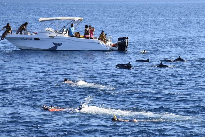 Mauritius : Dolphins Swim and Ile Aux Bénitiers with BBQ - Meeting spinner and bottlenose dolphins in open water
