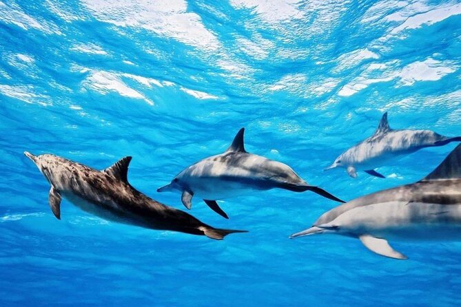 Mauritius : Dolphins Swim and Ile Aux Bénitiers with BBQ - Cancellation and weather details