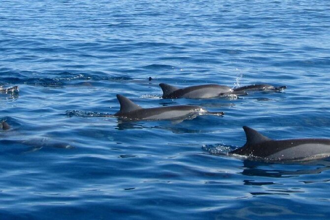 Mauritius : Dolphins Swim and Ile Aux Bénitiers with BBQ - Should you book this dolphin and island tour?