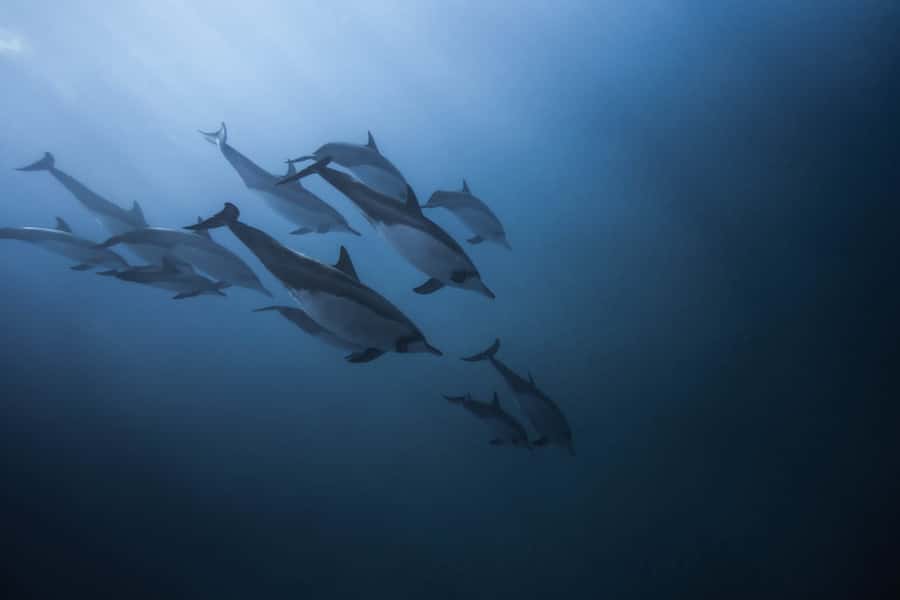 Mauritius: Dolphins watch half-day - Swimming Near Wild Dolphins